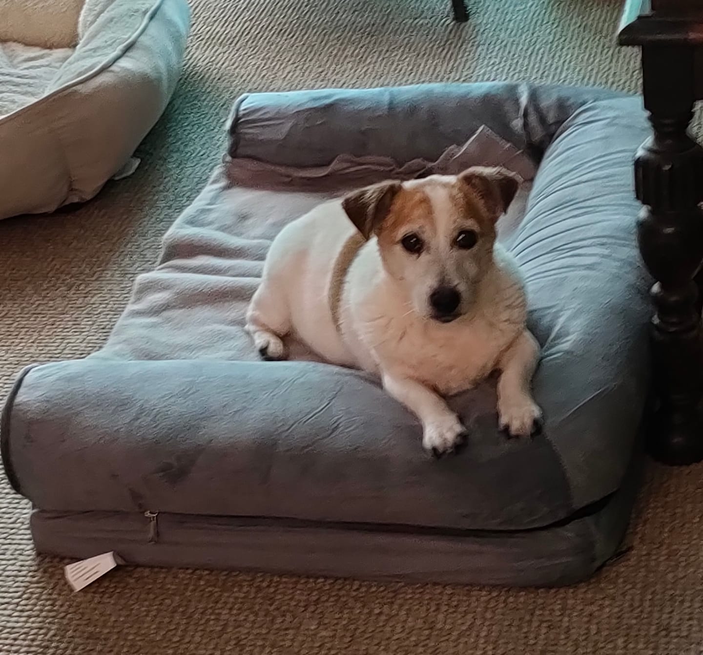 Customer photo review of Pet Sofa Bed