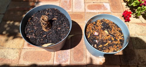 Customer photo review of Hippeastrums | Amaryllis | Hippeastrum x hybridum