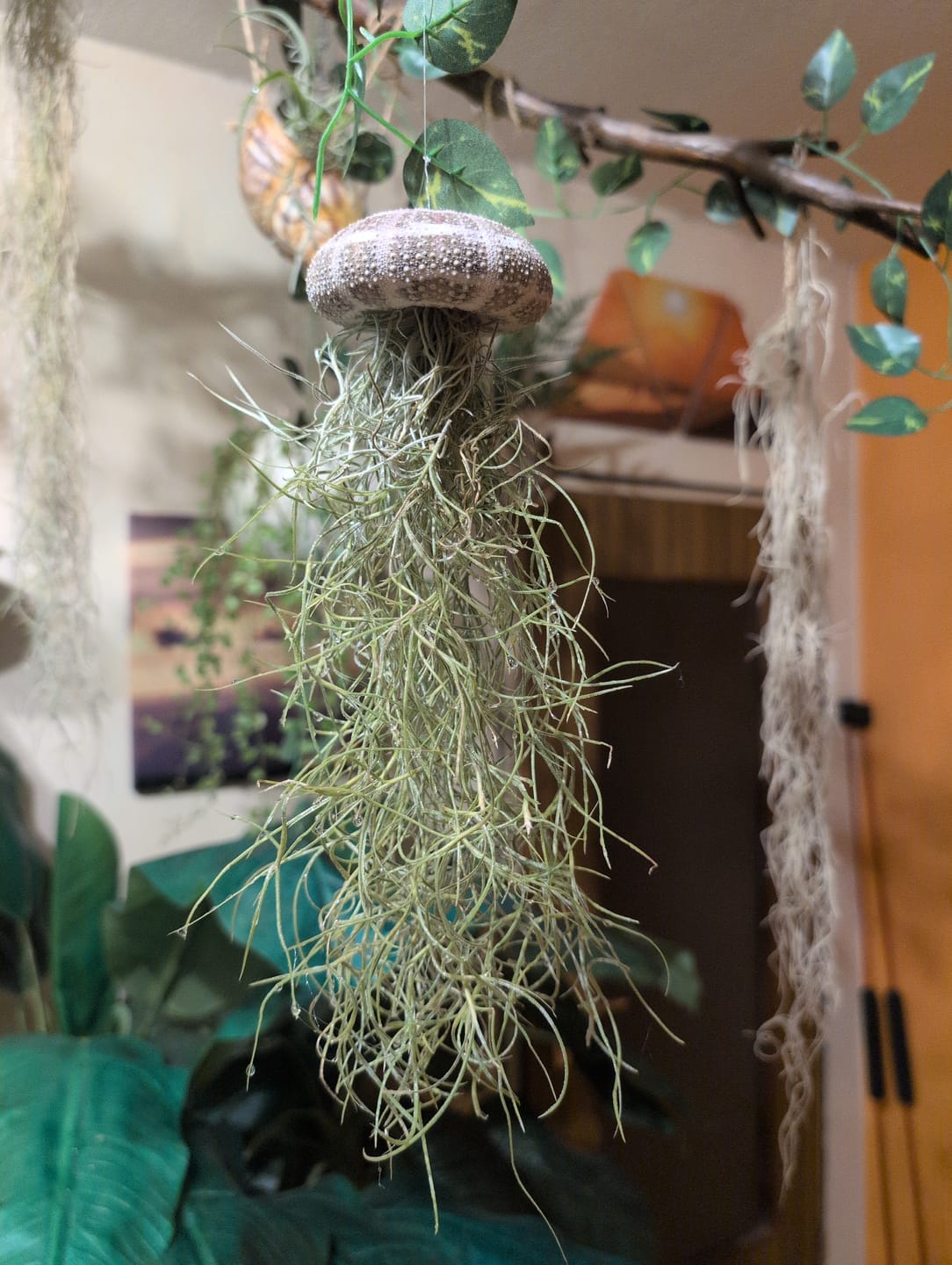 Customer photo review of Tillandsien Qualle