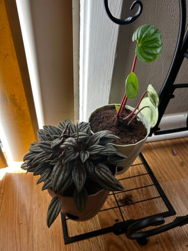 Customer's potted Peperomia 'Watermelon' plant on a stand next to another dark-leafed plant.