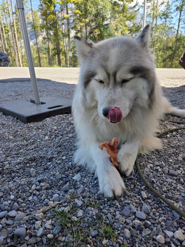 Customer's happy husky lies on gravel, licking its nose while holding a Jumbo Braided Bully Stick.