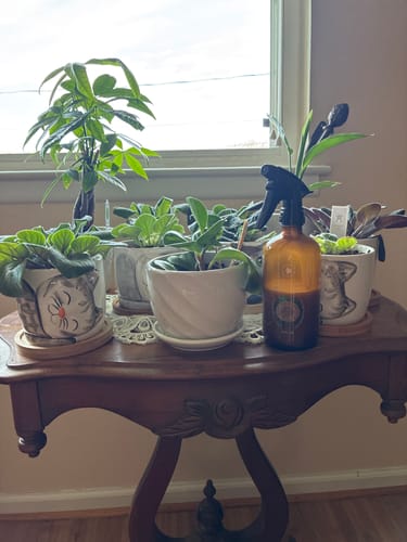 Customer's half-full bottle of Houseplant Pest Spray on a wooden table among a collection of houseplants.