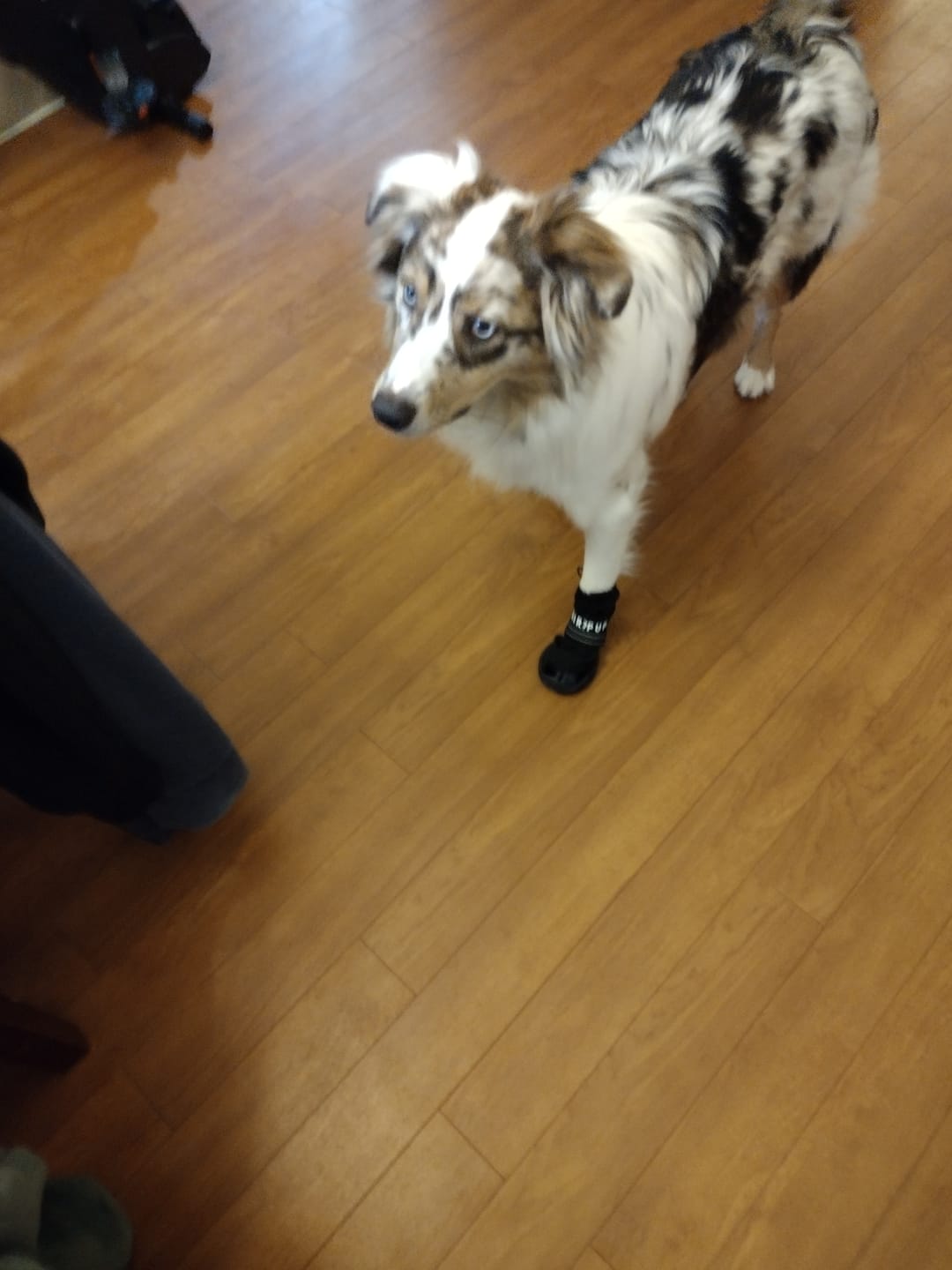 Customer photo review of AIR PUP DOG BOOTS - SET OF 4
