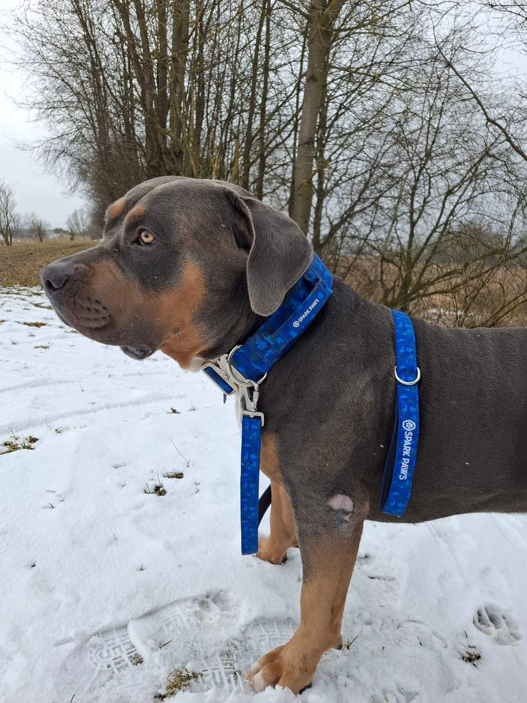Customer photo review of Leash and Poop Bag Holder Set - Blue Camo