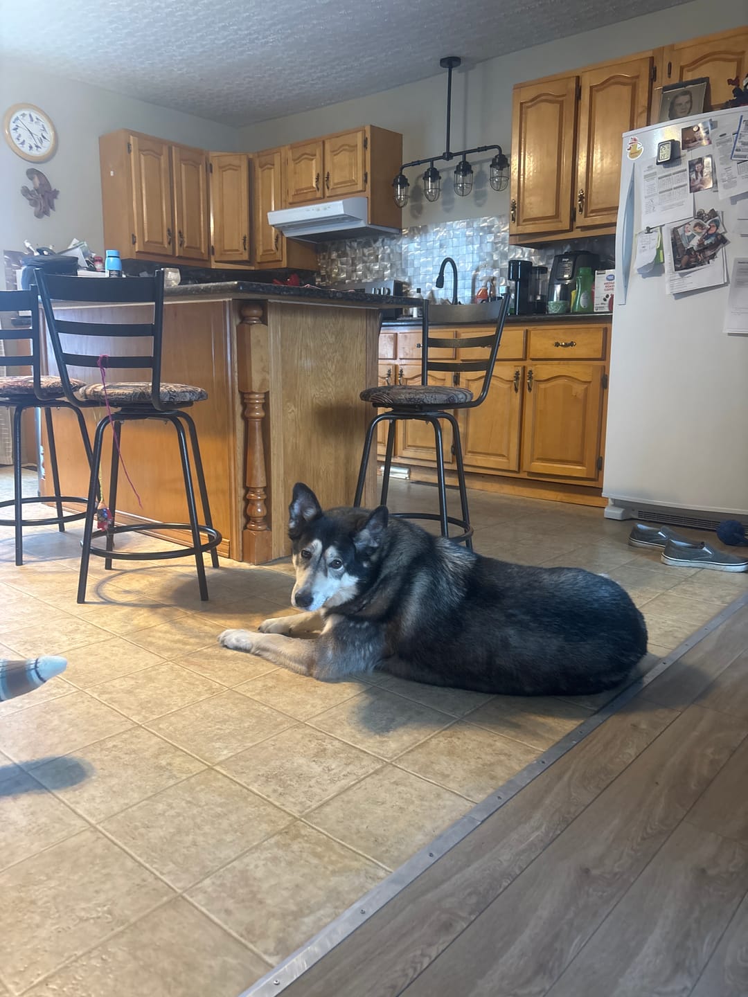 Customer photo review of Horizon Taiga - Nourriture pour chien économique 35 lbs