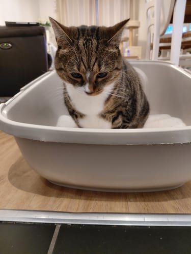 Customer photo review of 3 Month Supply - 2 Cats