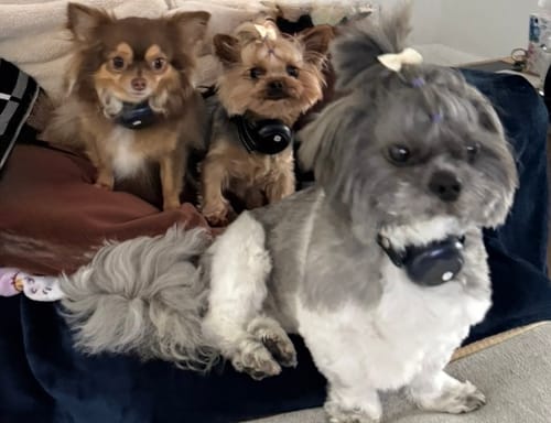 Customer photo review of Houndware 2-in-1 Pro Anti-Bark & Remote Training Collar