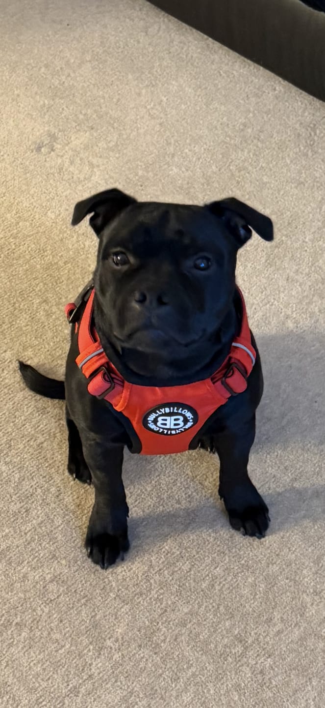 Customer photo review of Comfort Premium Harness | Non Restrictive - Red