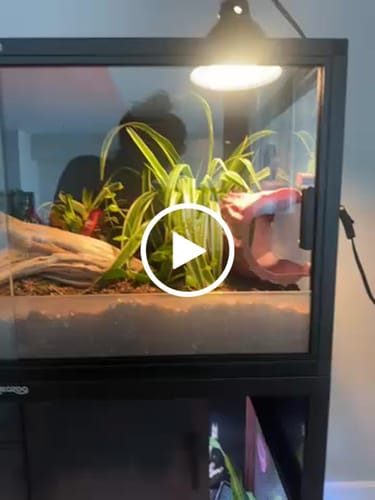 Customer video review of 50 Gallon Reptile Enclosure 36x18x18
