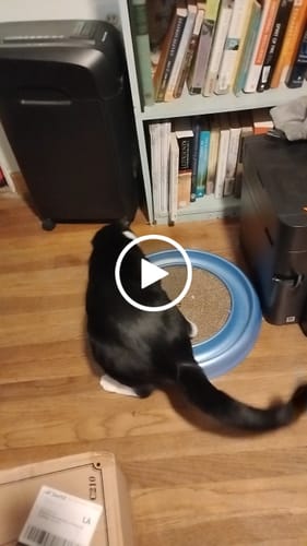 Customer video review of Cat Cold, Sneezing & Respiratory Support Remedy