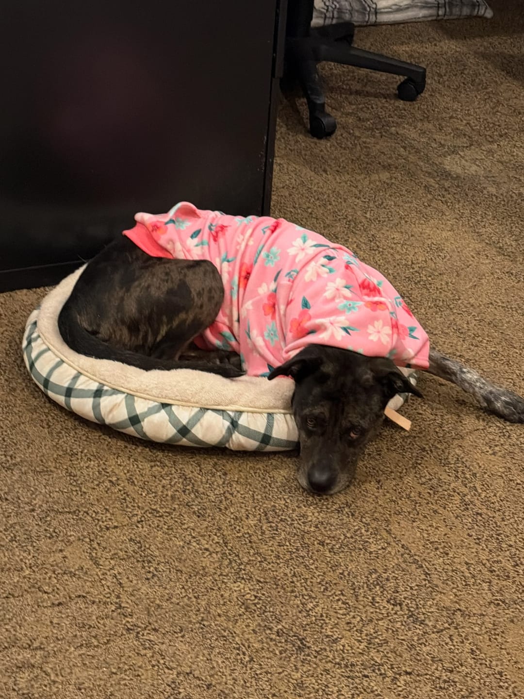 Customer photo review of Blossom Dog Hoodie - Pink