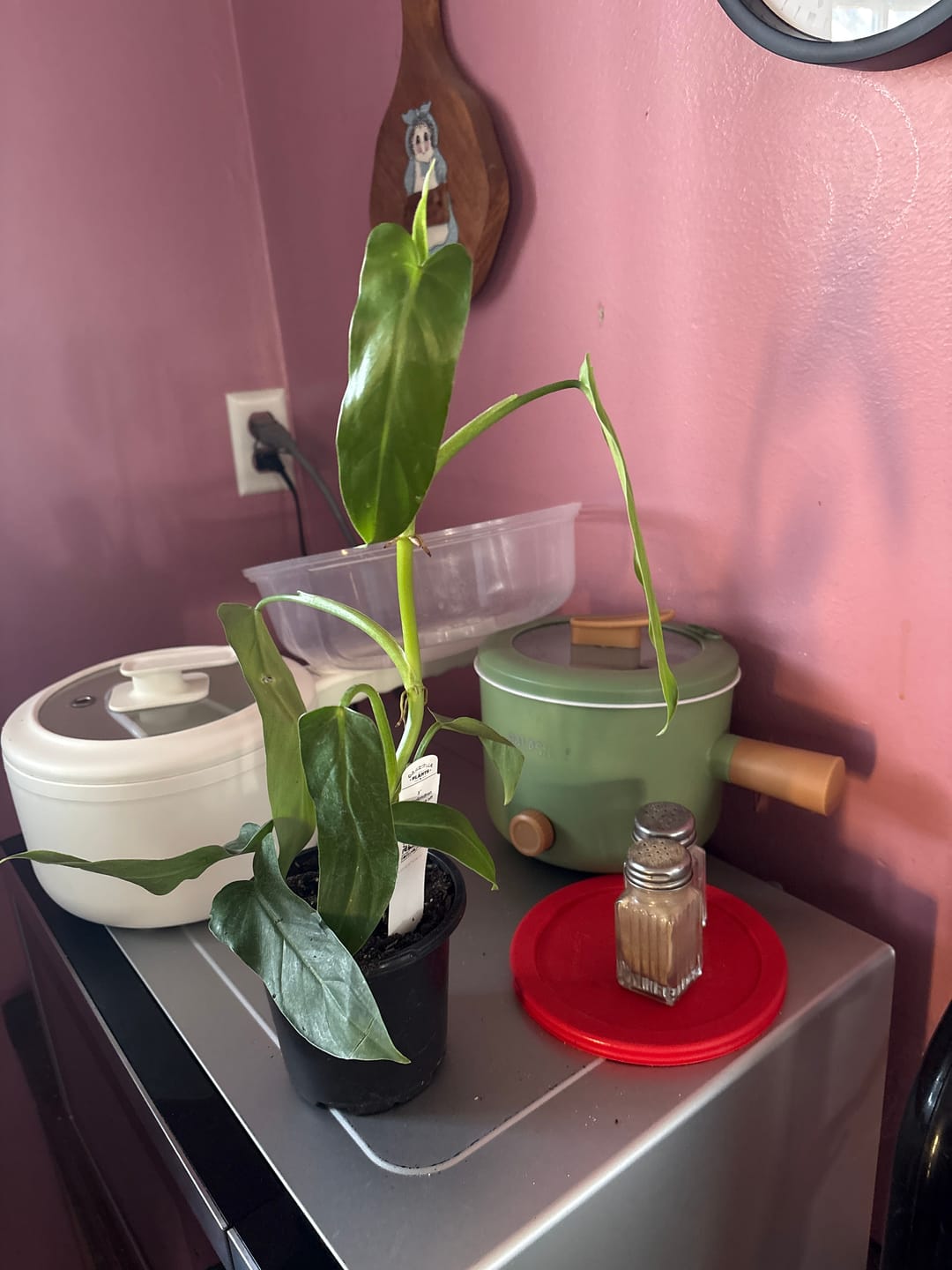 Customer photo review of Philodendron oxapapense aff.