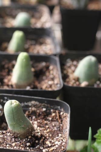 Customer photo review of Trichocereus Bridgesii Monstrose | Short Form | Type B | Penis Cactus
