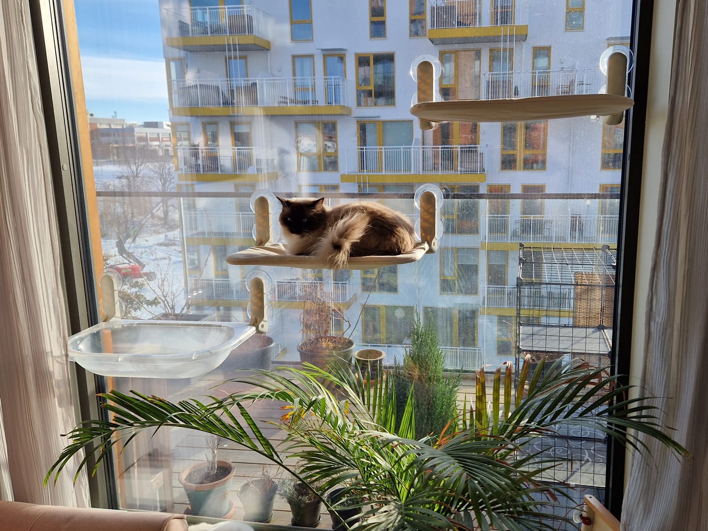 Customer photo review of Window Cat vindusseng
