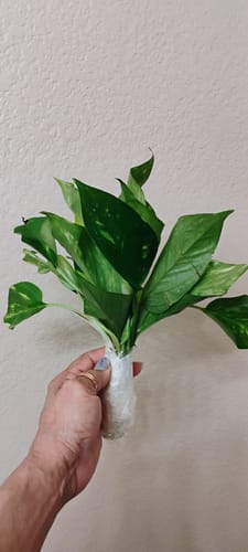 Customer photo review of Rare Mix Pothos and philodendron Cuttings- Brazil philodendron - Golden Pothos - Neon Pothos - Jade philodendron - Indoor Houseplant