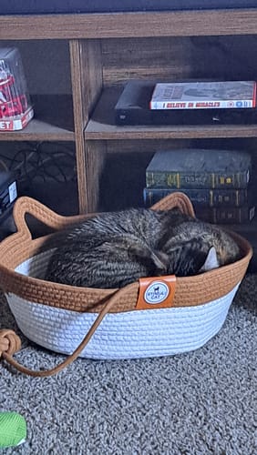 Customer photo review of Instinct Basket | Meet the first research-backed natural territory for indoor cats