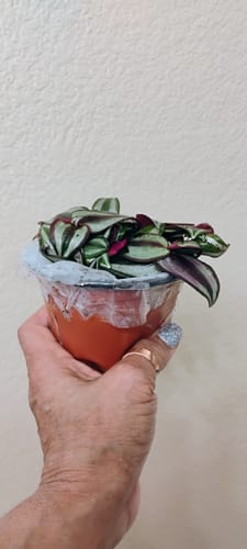 Customer photo review of Wandering Jew Plant in 4" Nursery Pot - Rare Tradescantia - Rare Pink Silver Wandering Jew - Easy Care Hardy Indoor Houseplant
