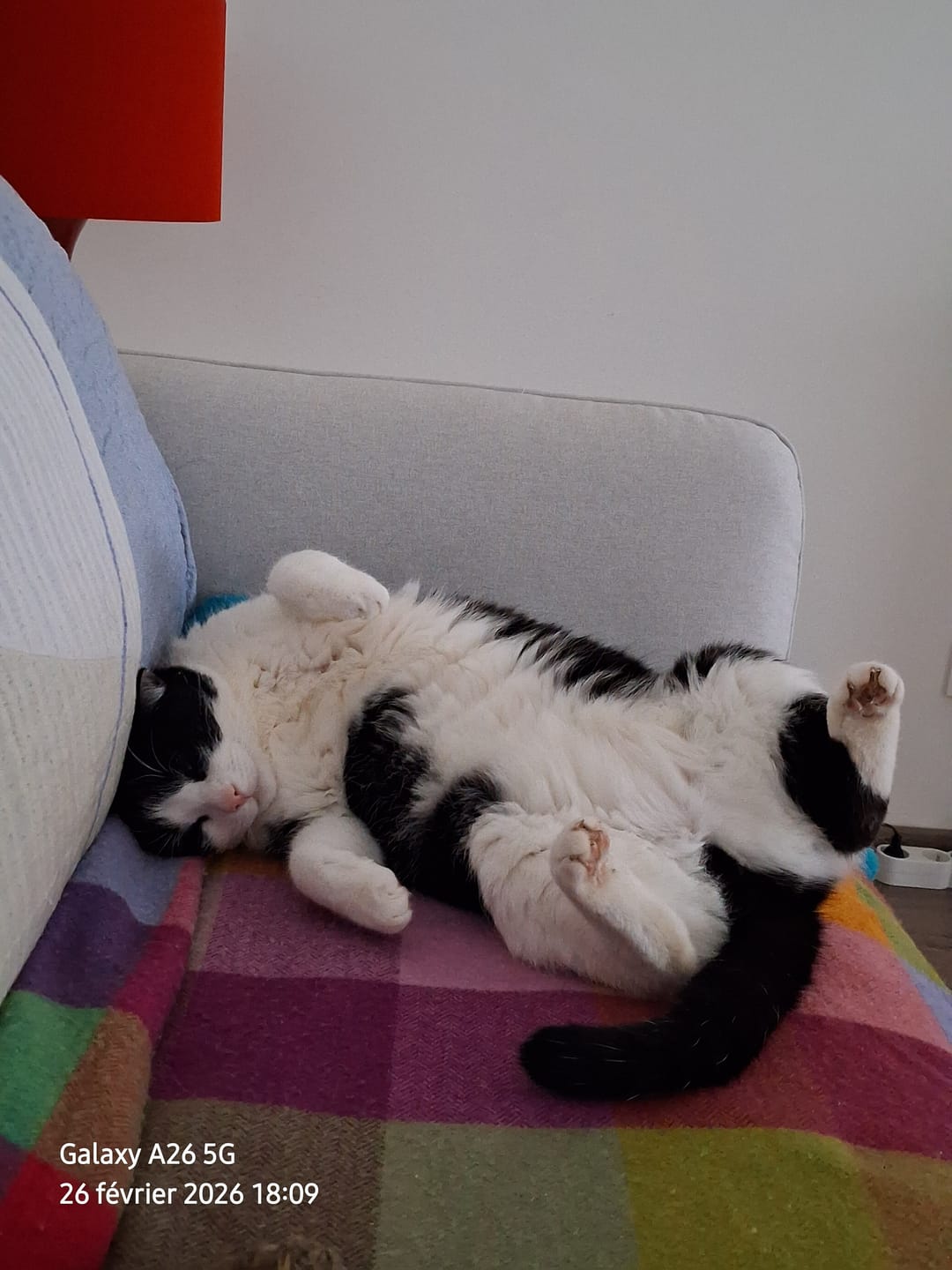 Customer photo review of Pâtées riches en bœuf & aux courgettes (Chat stérilisé et Chat adulte)