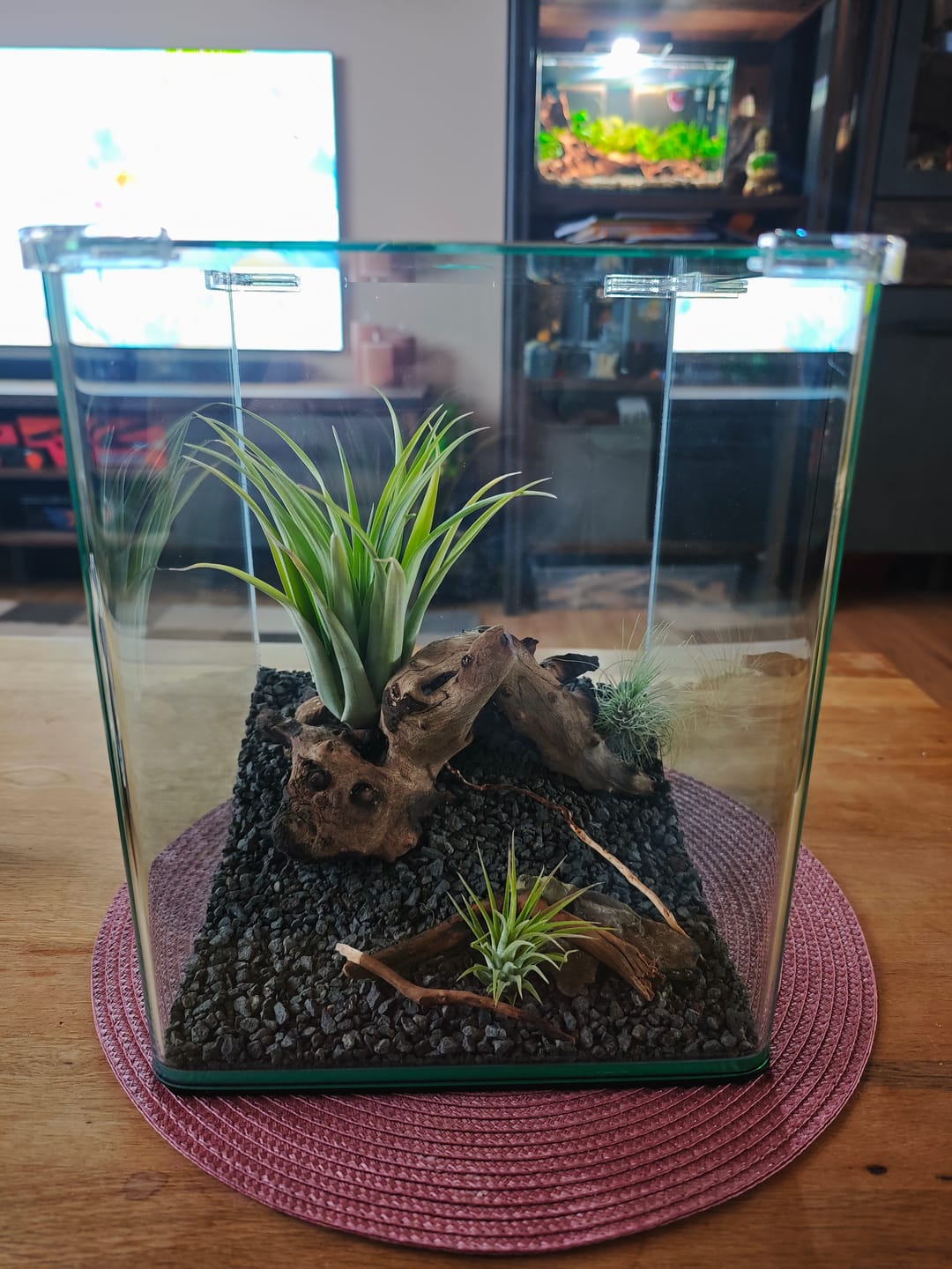 Customer photo review of Tillandsia argentea