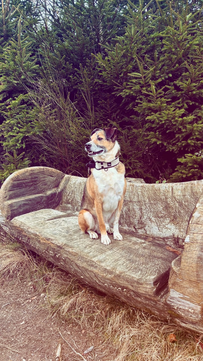 Customer photo review of Martingale Black Edition Beige - Brett fodrat halsband halvstryp