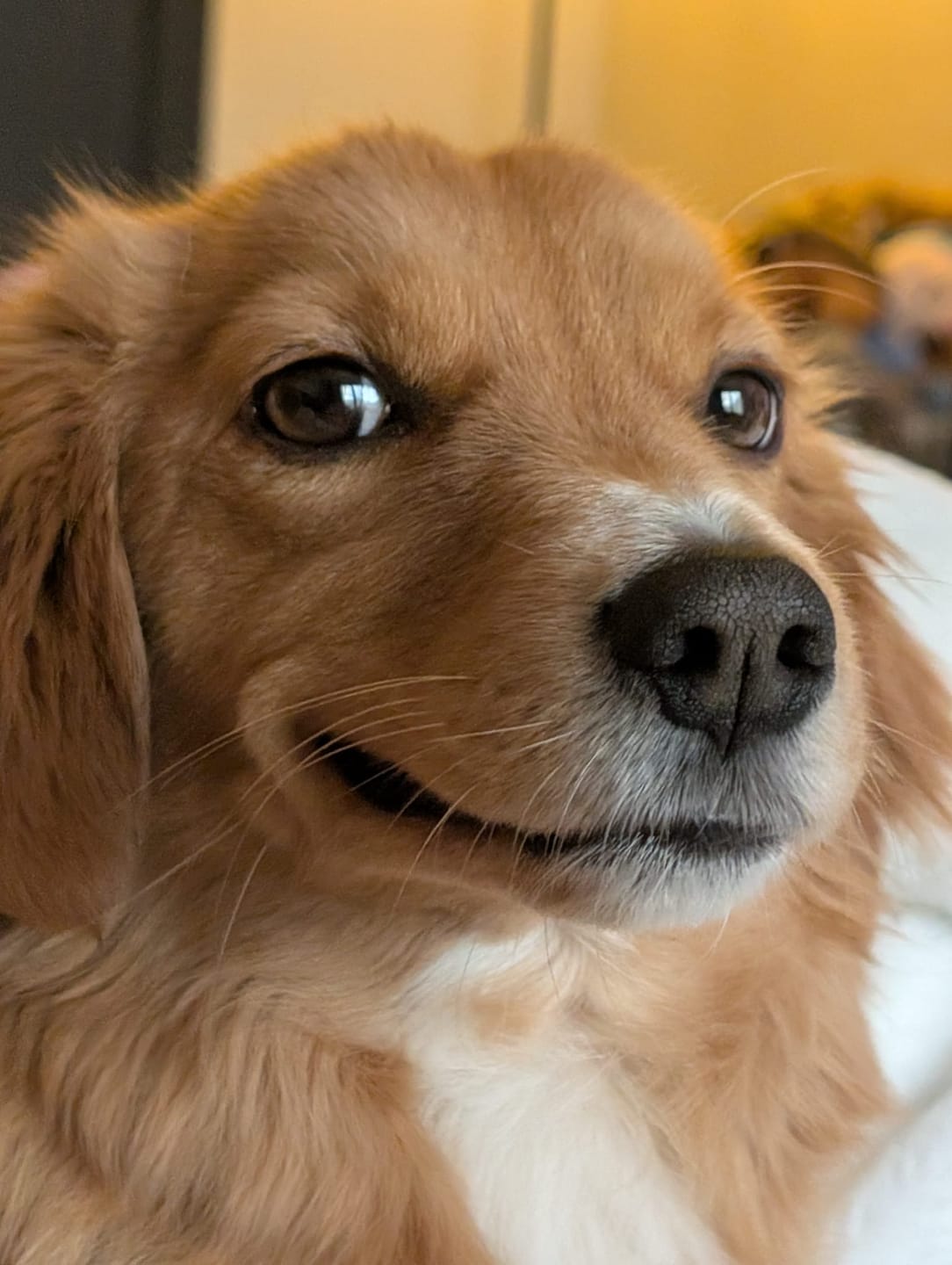 Customer photo review of Rechargeable Anti Bark Training Collar - Sound & Vibration - No Shock