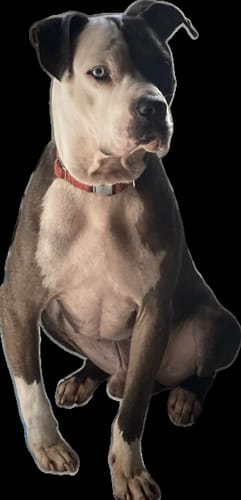 Customer photo review of Sugar Shake - 1oz