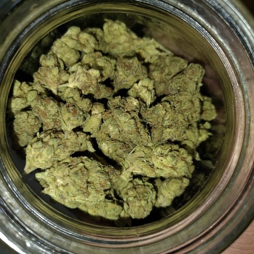 Customer photo review of Cheap THCA Flower Quarter Pound