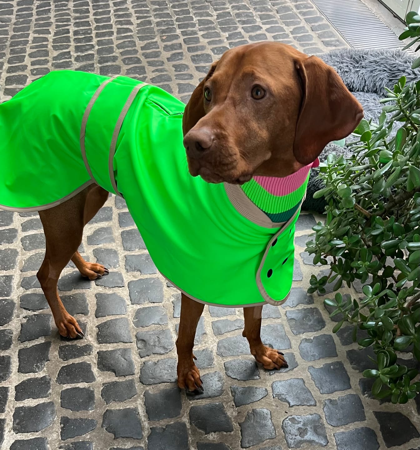 Customer photo review of THE GLOW RAINCOAT regular-fit – Wasserdichter Hundemantel in Neongrün
