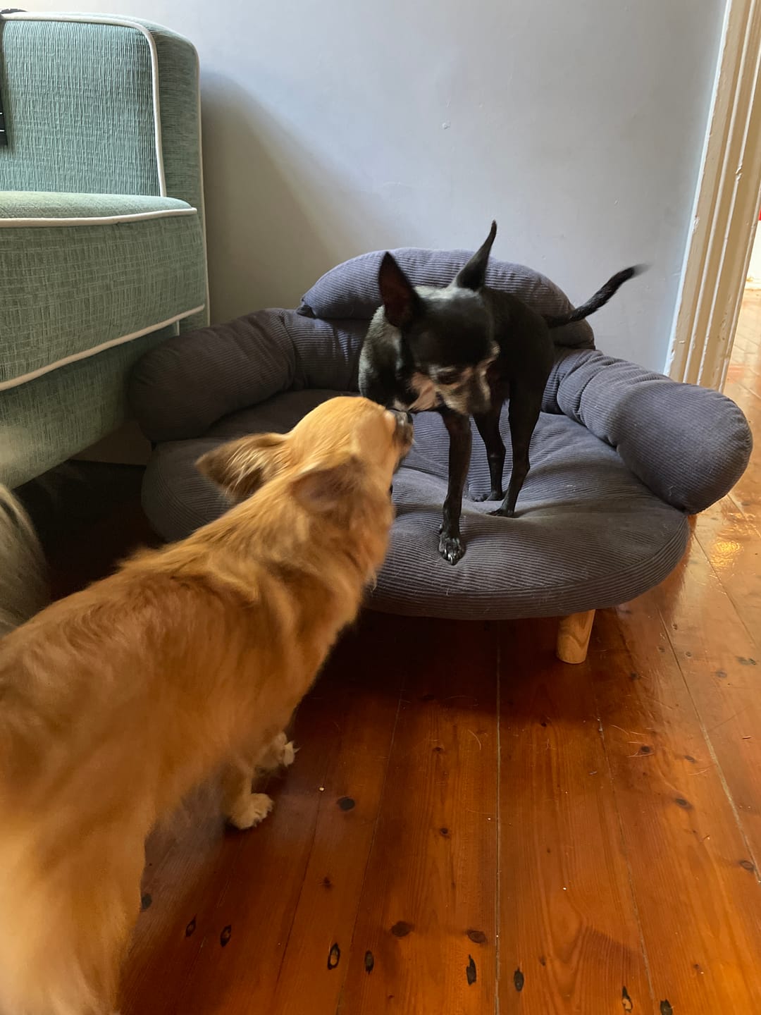 Customer photo review of CloudNest Elevated Pet Sofa Bed