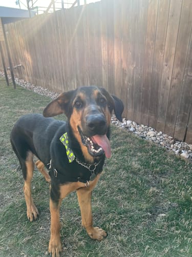 Customer photo review of Tennis Balls Dog Bow Tie
