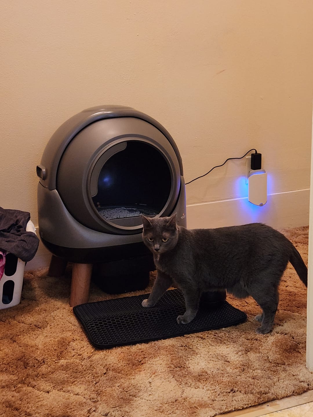 Customer photo review of [Valentine's Day Sale] Orbitie Automatic Cat Litter Box for Cats,Superior Odor Control & Whisper-Quiet