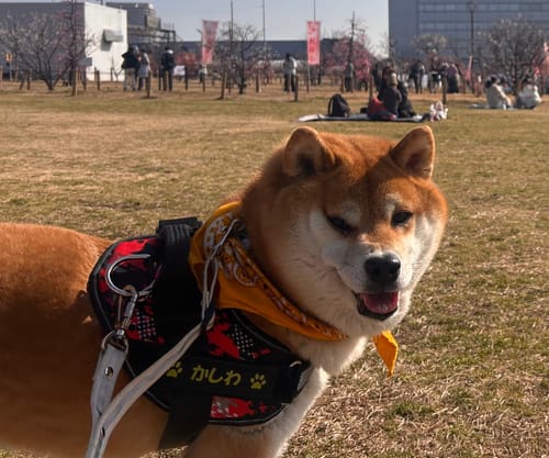 Customer photo review of FunFunPet 高機能ハーネス（お名前タグ作成サービス付き）