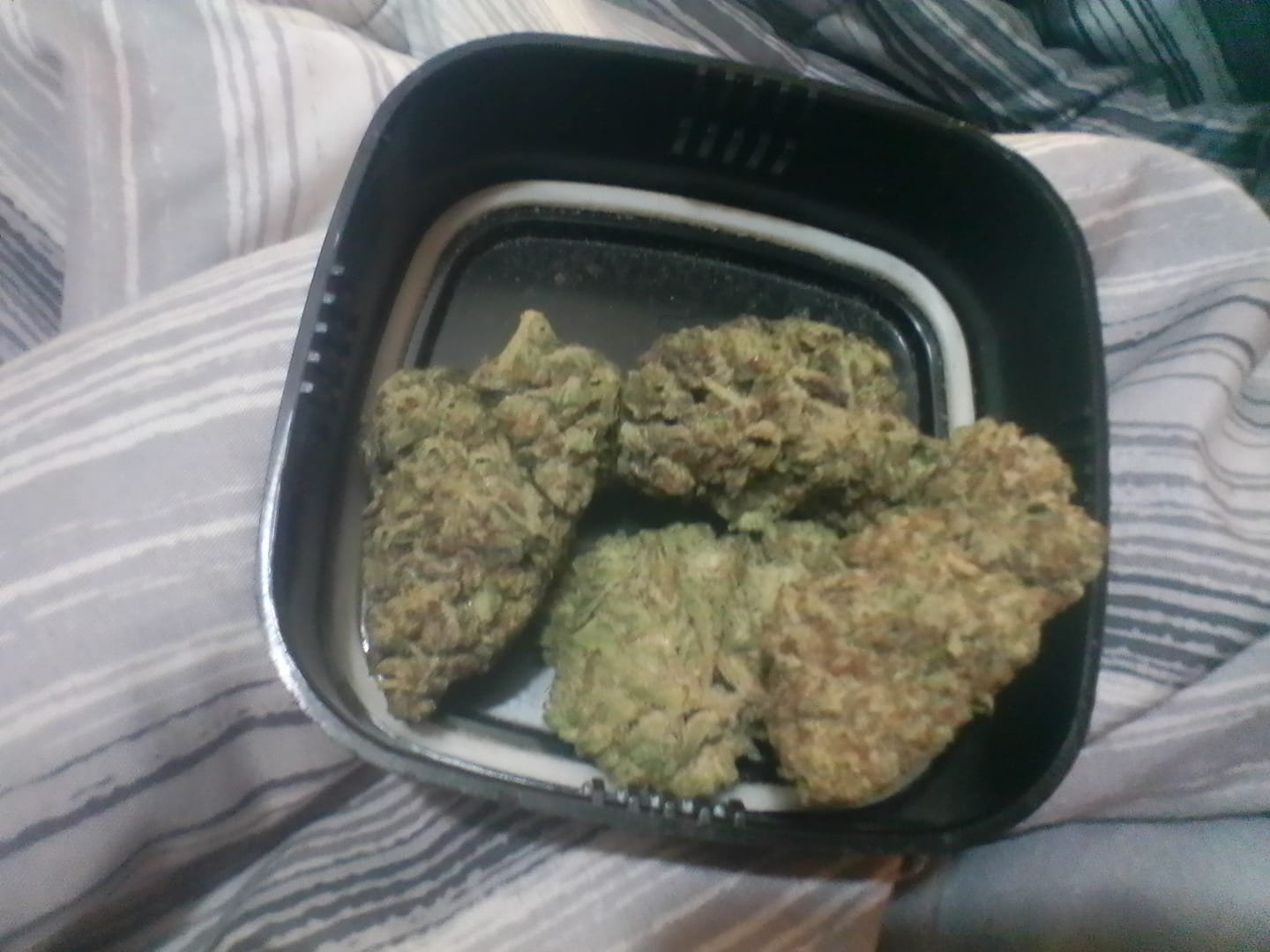 Customer photo review of Lemon Haze Indoor THCA Trim