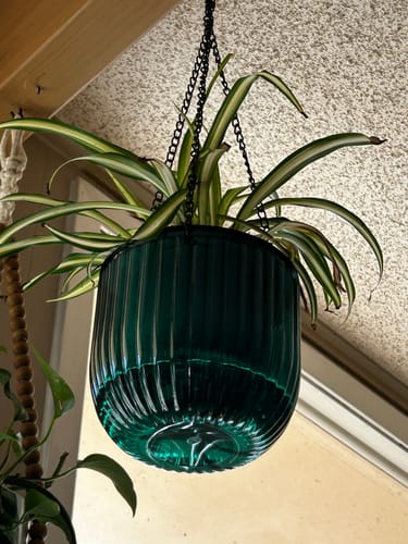 Customer's healthy Spider Plant with variegated leaves thriving in a green hanging planter.