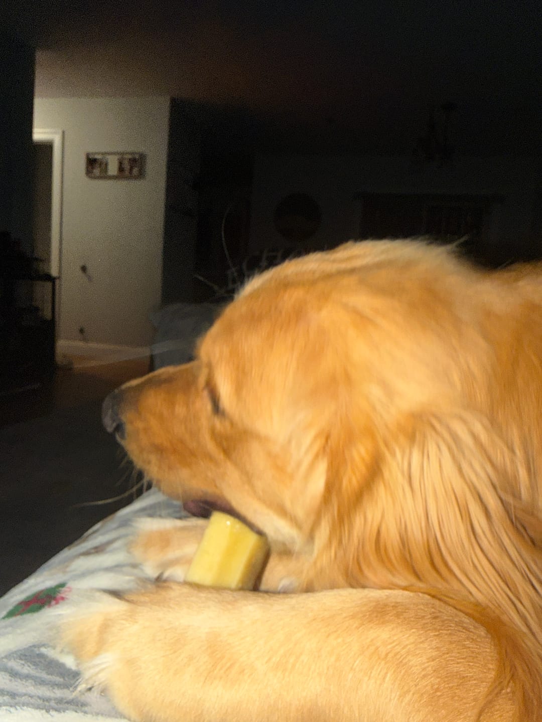 Customer photo review of Himalayan Yak Cheese Chew Dog Treat
