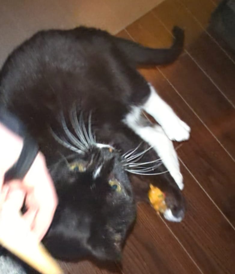 Customer photo review of The Cat House - Honeysuckle/Catnip Characters