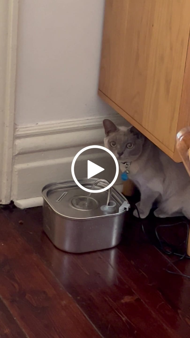 Customer video review of Whisker Collective Drinking Fountain and Filter Replacement Packs