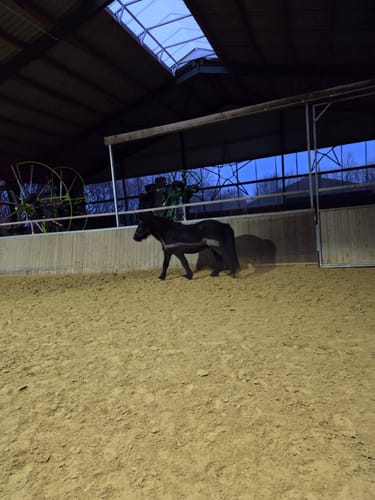 Rezensent zeigt sein ruhiges, ausgeglichenes Islandpony in einer Reithalle nach der Fütterung mit Kristallkraft.