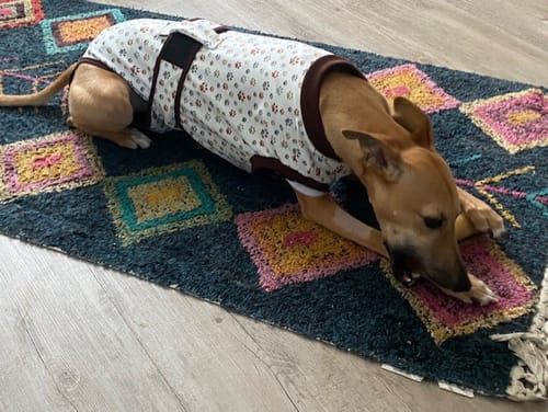 Customer photo review of Sighthound Surgery Recovery Suit / Coats
