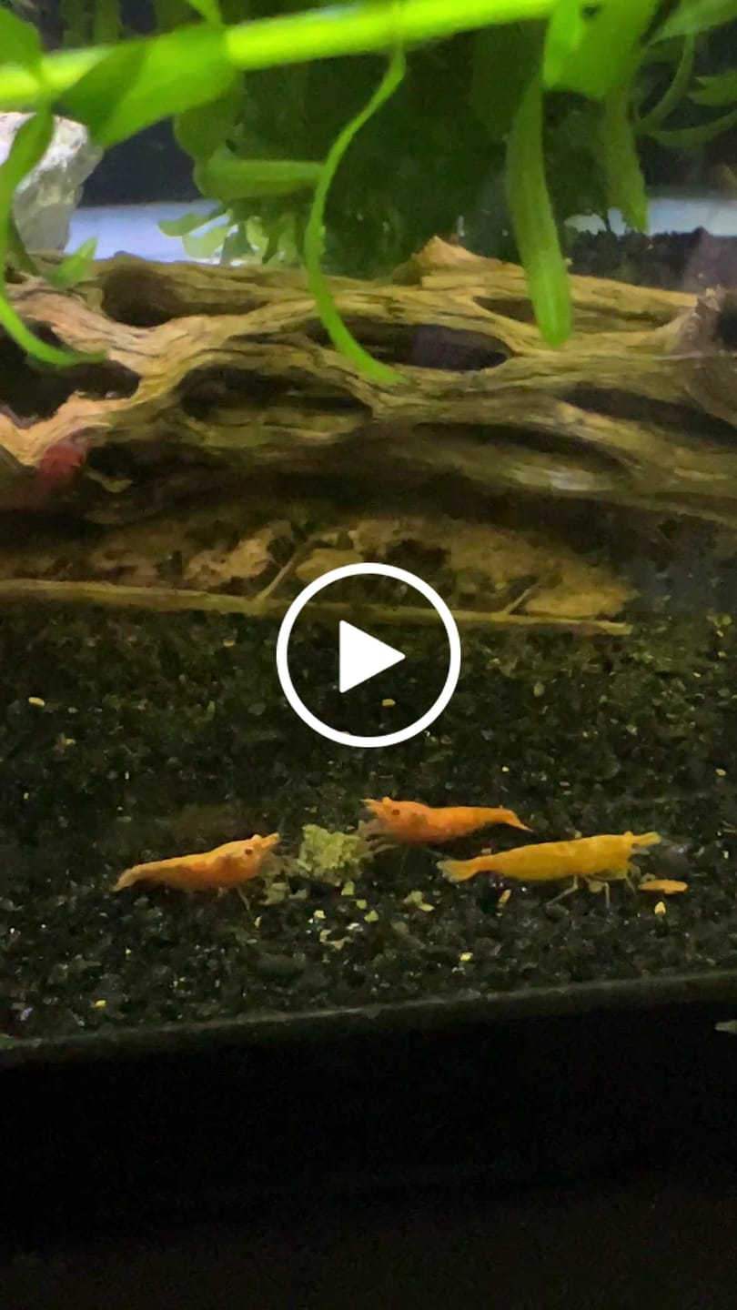 Customer video review of Orange Sunkist Shrimp