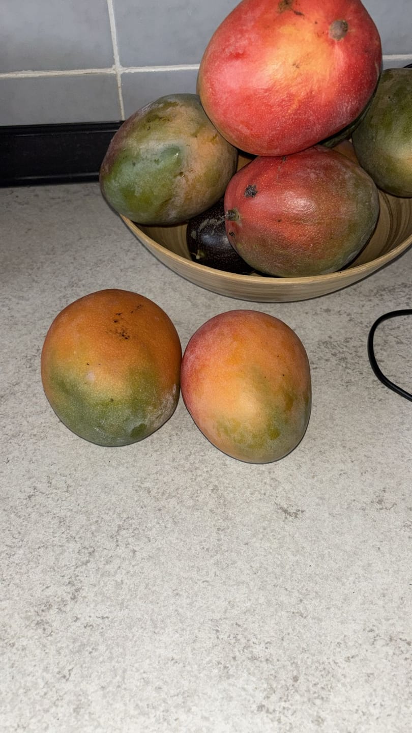Customer photo review of Mango Kent baumgereifte Flugware