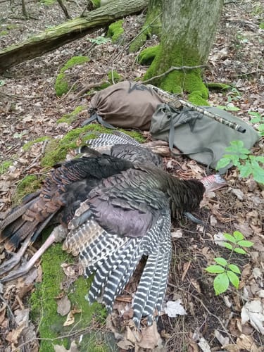 Customer photo review of Mouth Call Combo Pack
