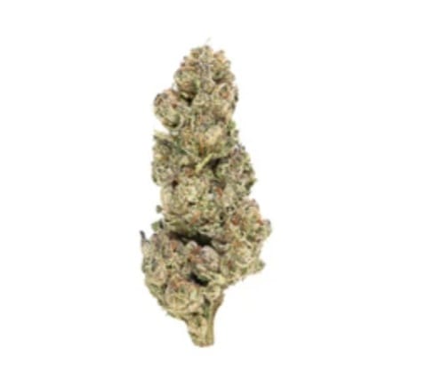 Customer photo review of Gold Spectrum THCA Flower (Top) - Gumbo
