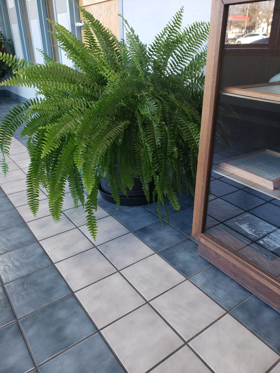 Customer photo review of Austin Planter Plant Saucer Black Colored Polypropylene -Indoor/Outdoor -Made in USA