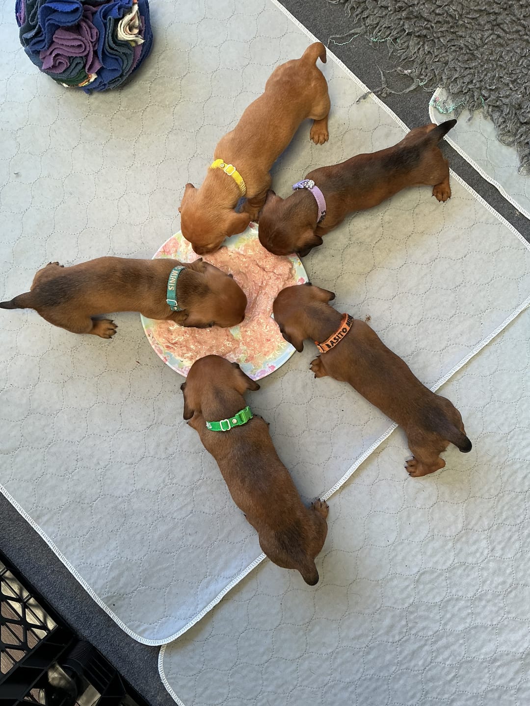 Customer photo review of Turkey Classic for Dogs