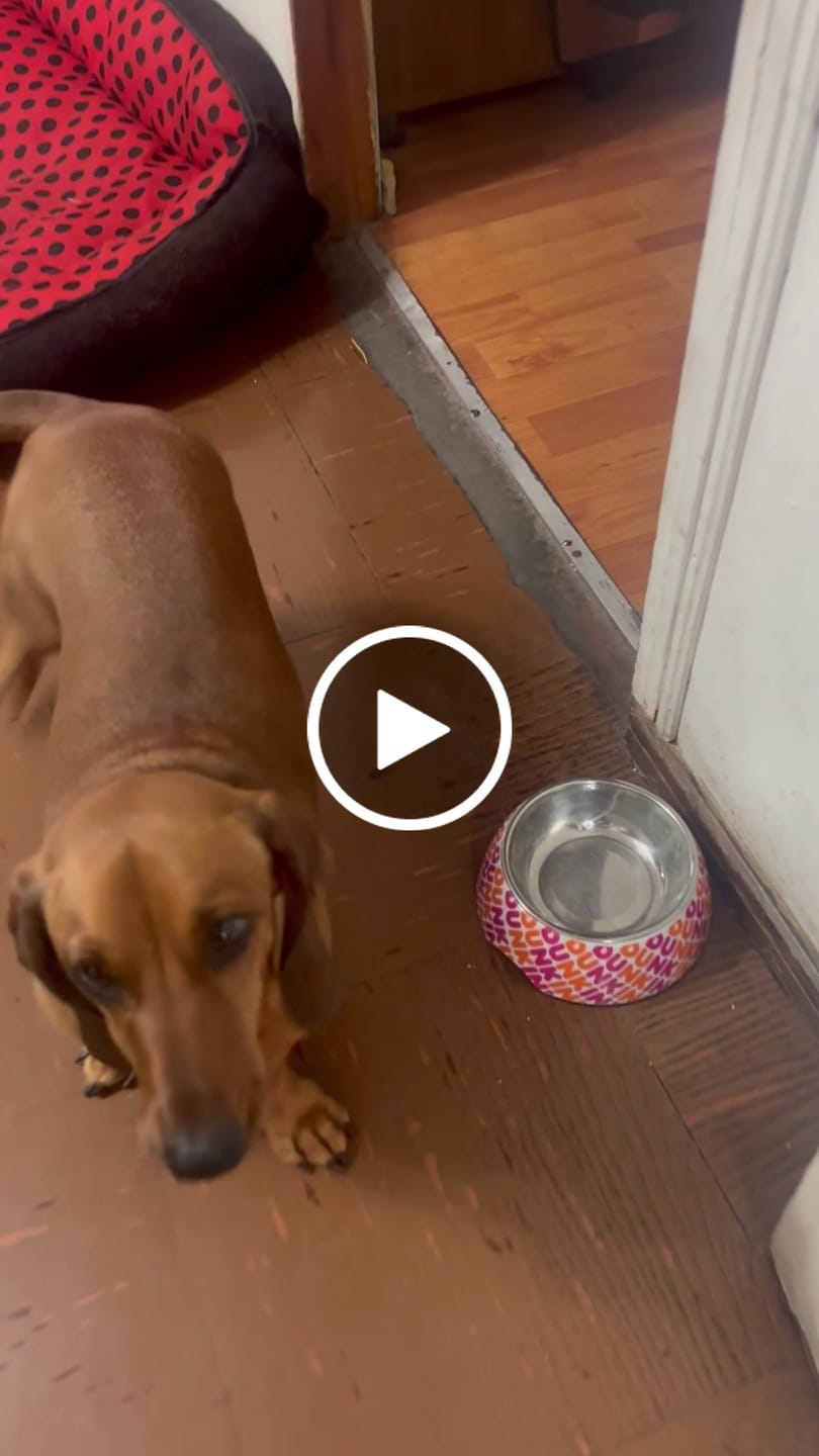 Customer video review of PetFamily Foods Grain Free