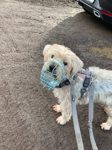 Customer photo review of Maulkorbberatung (online)