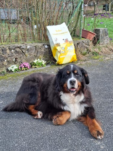 Le chien d'un client allongé à l'extérieur à côté d'un sac de Complément articulations (saumon).