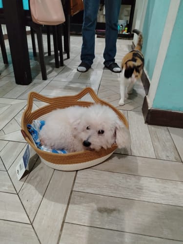 Customer photo review of CT1160 1 Pieza de Cama Con Diseño De Orejitas Para Mascota