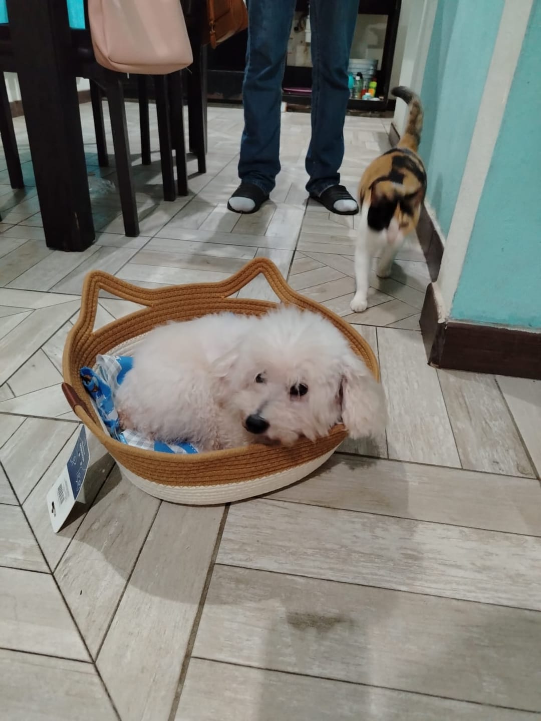 Customer photo review of CT1160 1 Pieza de Cama Con Diseño De Orejitas Para Mascota